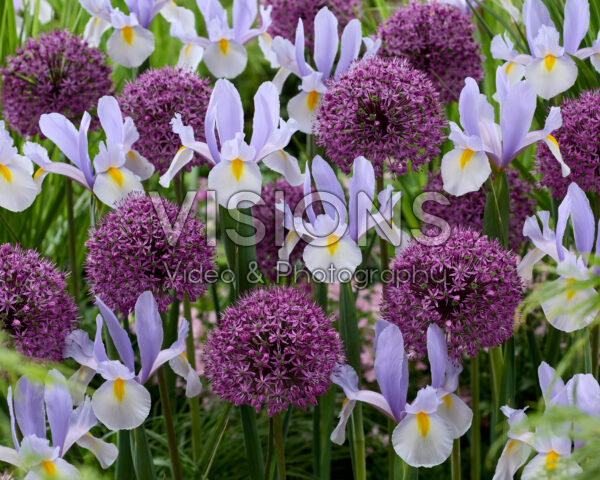 Allium Stratos, Iris Silver Sky Allium Stratos, Iris Silver Sky