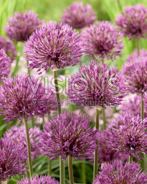 Allium Powder Puff Allium Powder Puff