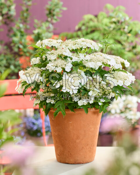 Viburnum Hanla Viburnum Hanla