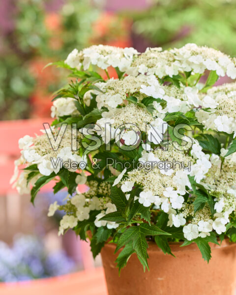 Viburnum Hanla