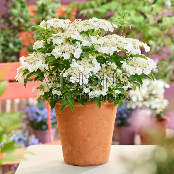 Viburnum Hanla Viburnum Hanla