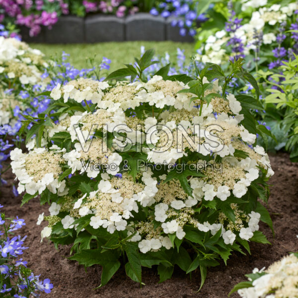 Viburnum Hanla Viburnum Hanla