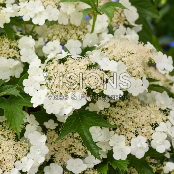 Viburnum Hanla Viburnum Hanla