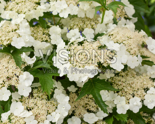 Viburnum Hanla Viburnum Hanla