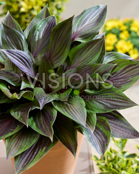 Hosta Red Ninja