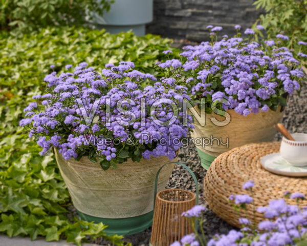 Ageratum houstonianum Monarch Magic Ageratum houstonianum Monarch Magic