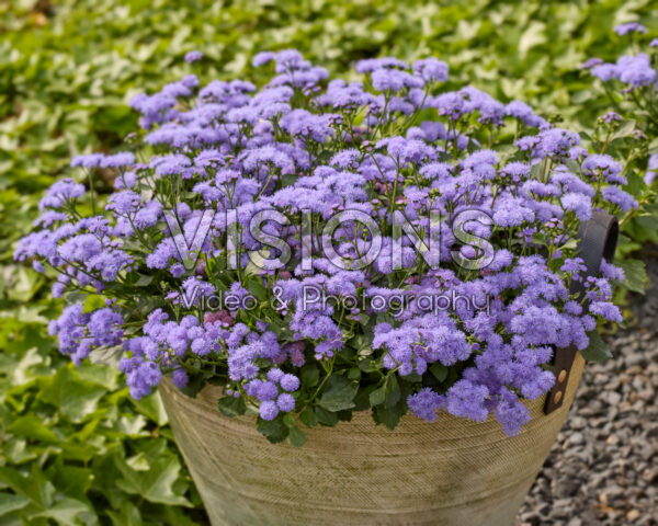 Ageratum houstonianum Monarch Magic