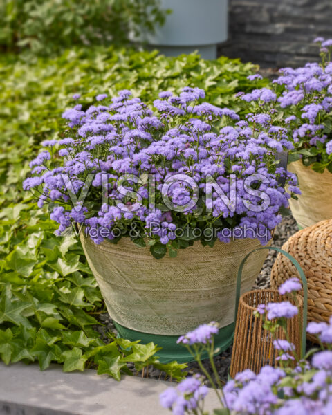 Ageratum houstonianum Monarch Magic Ageratum houstonianum Monarch Magic