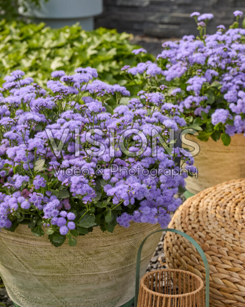 Ageratum houstonianum Monarch Magic Ageratum houstonianum Monarch Magic
