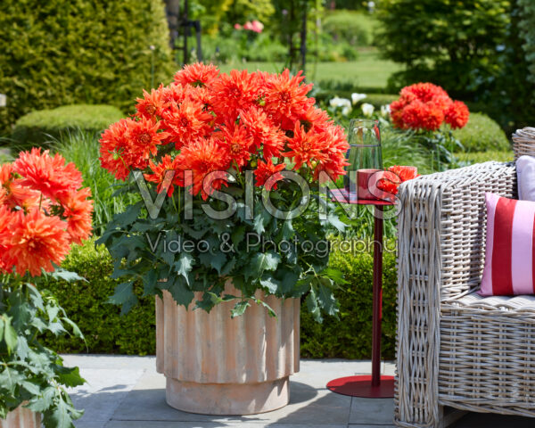 Dahlia LaBella® Maggiore Fun Elmo Ruffle Dahlia LaBella® Maggiore Fun Elmo Ruffle