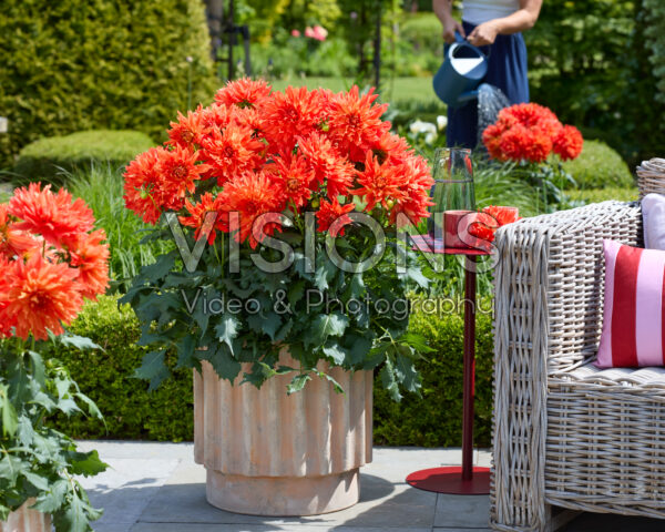 Dahlia LaBella® Maggiore Fun Elmo Ruffle Dahlia LaBella® Maggiore Fun Elmo Ruffle