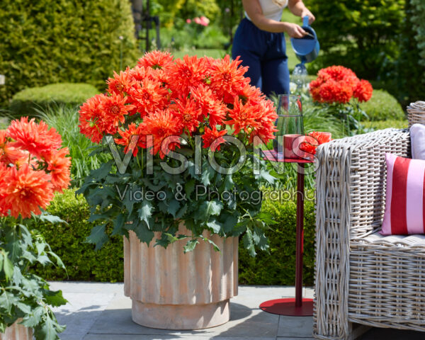 Dahlia LaBella® Maggiore Fun Elmo Ruffle Dahlia LaBella® Maggiore Fun Elmo Ruffle