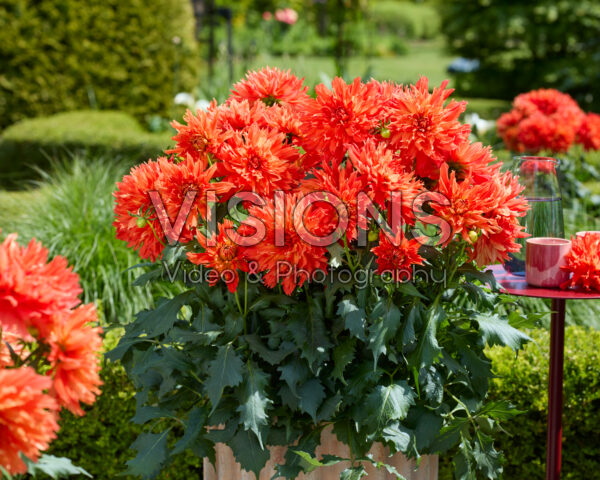 Dahlia LaBella® Maggiore Fun Elmo Ruffle Dahlia LaBella® Maggiore Fun Elmo Ruffle