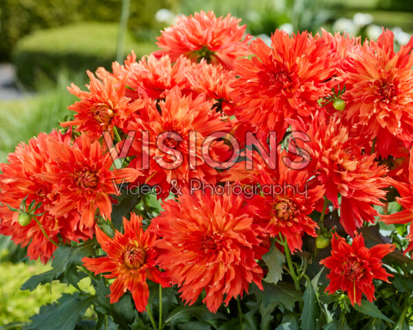 Dahlia LaBella® Maggiore Fun Elmo Ruffle