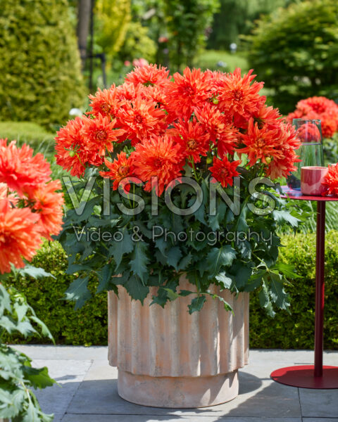 Dahlia LaBella® Maggiore Fun Elmo Ruffle Dahlia LaBella® Maggiore Fun Elmo Ruffle