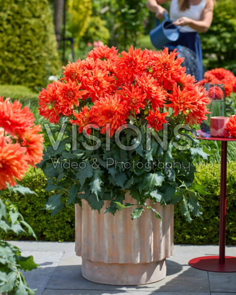 Dahlia LaBella® Maggiore Fun Elmo Dahlia LaBella® Maggiore Fun Elmo