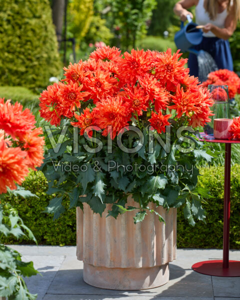 Dahlia LaBella® Maggiore Fun Elmo Ruffle Dahlia LaBella® Maggiore Fun Elmo Ruffle