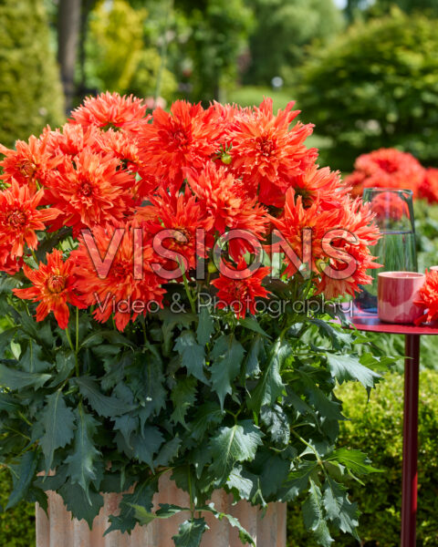 Dahlia LaBella® Maggiore Fun Elmo Ruffle Dahlia LaBella® Maggiore Fun Elmo Ruffle