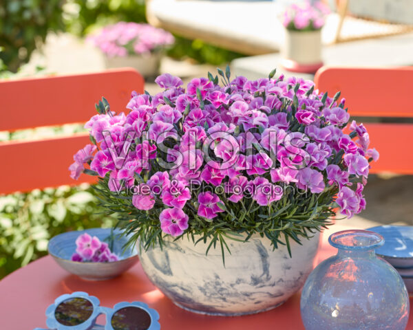 Dianthus It-Girl