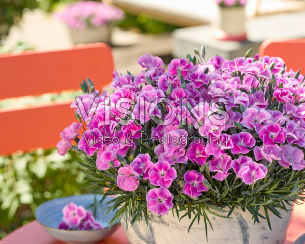 Dianthus It-Girl Dianthus It-Girl
