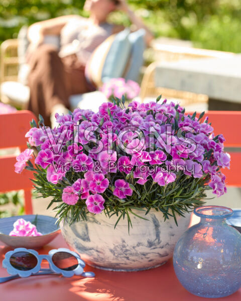 Dianthus It-Girl Dianthus It-Girl