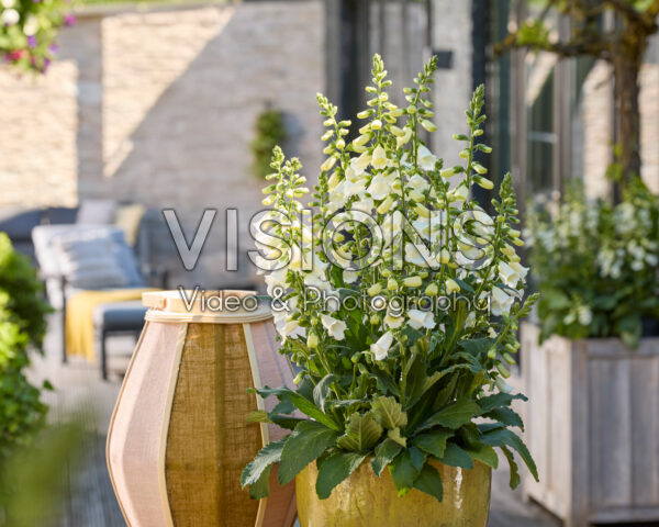 Digitalis purpurea HanaBee F1 White Digitalis purpurea HanaBee F1 White