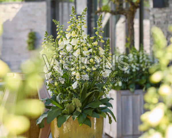 Digitalis purpurea HanaBee F1 White Digitalis purpurea HanaBee F1 White