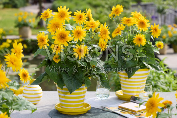 Helianthus annuus Sunfinity® Double Yellow