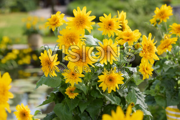 Helianthus annuus Sunfinity® Double Yellow Helianthus annuus Sunfinity® Double Yellow