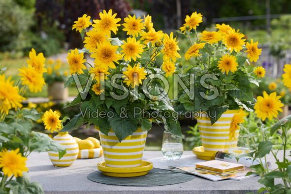 Helianthus annuus Sunfinity® Double Yellow