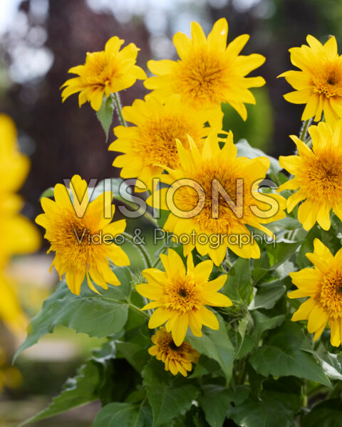Helianthus annuus Sunfinity® Double Yellow Helianthus annuus Sunfinity® Double Yellow