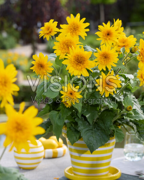 Helianthus annuus Sunfinity® Double Yellow Helianthus annuus Sunfinity® Double Yellow