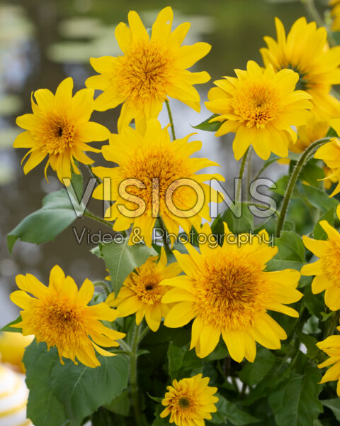 Helianthus annuus Sunfinity Douvle Geel Helianthus annuus Sunfinity Douvle Geel