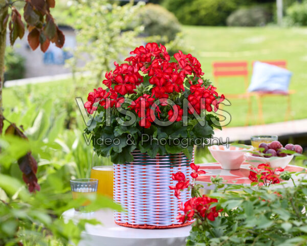 Pelargonium Grand Idols® Glory Days Red Orange Bicolor Pelargonium Grand Idols® Glory Days Red Orange Bicolor
