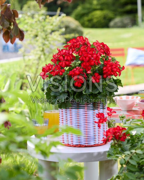 Pelargonium Grand Idols® Glory Days Red Orange Bicolor Pelargonium Grand Idols® Glory Days Red Orange Bicolor