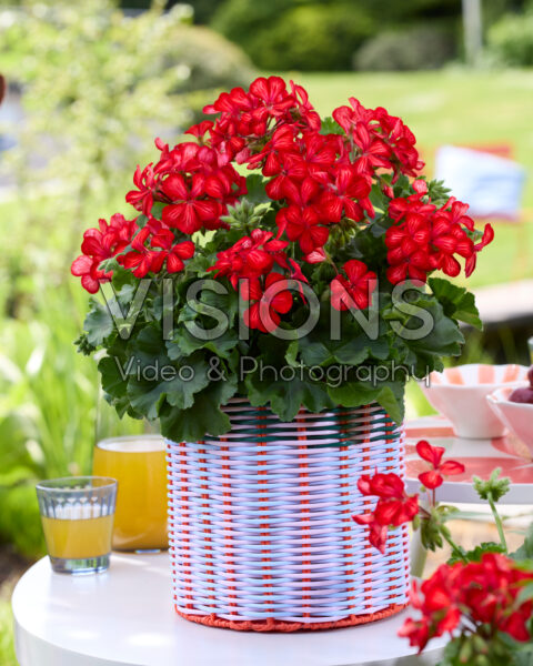 Pelargonium Grand Idols® Glory Days Red Orange Bicolor Pelargonium Grand Idols® Glory Days Red Orange Bicolor