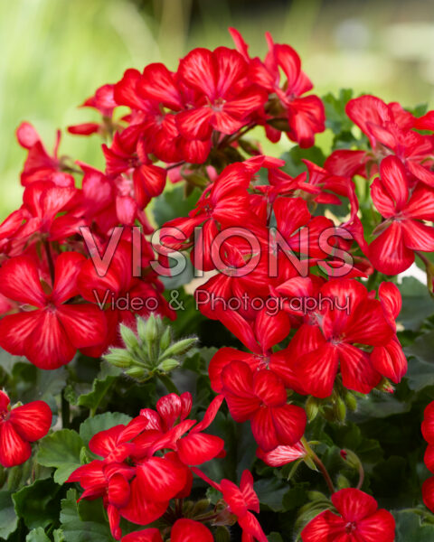 Pelargonium Grand Idols® Glory Days Red Orange Bicolor Pelargonium Grand Idols® Glory Days Red Orange Bicolor