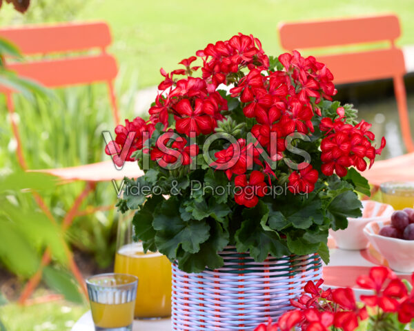 Pelargonium Grand Idols® Glory Days Red Orange Bicolor Pelargonium Grand Idols® Glory Days Red Orange Bicolor