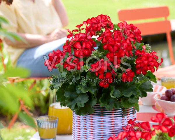 Pelargonium Grand Idols® Glory Days Red Orange Bicolor Pelargonium Grand Idols® Glory Days Red Orange Bicolor