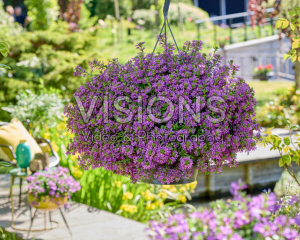 Scaevola Surdiva® Super Purple Scaevola Surdiva® Super Purple