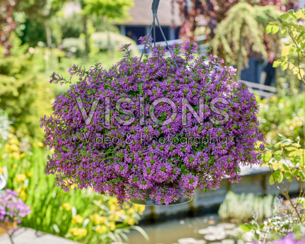 Scaevola Surdiva® Super Purple Scaevola Surdiva® Super Purple