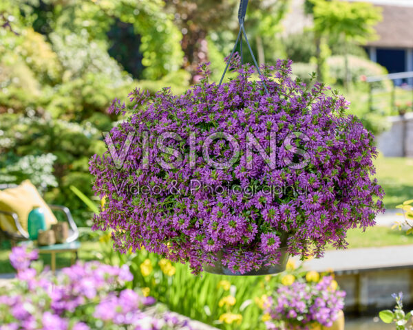 Scaevola Surdiva® Super Purple Scaevola Surdiva® Super Purple