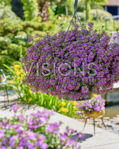 Scaevola Surdiva® Super Purple Scaevola Surdiva® Super Purple