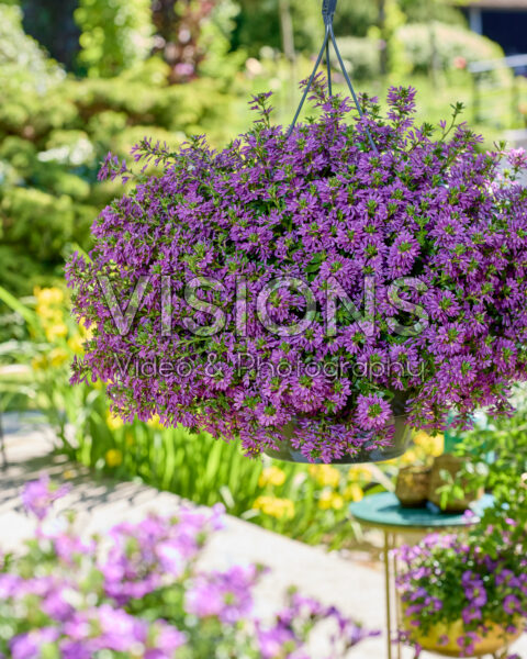 Scaevola Surdiva® Super Purple Scaevola Surdiva® Super Purple