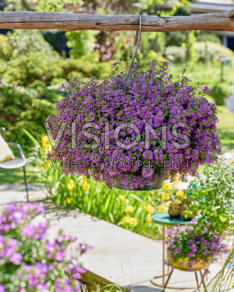 Scaevola Surdiva® Super Purple Scaevola Surdiva® Super Purple