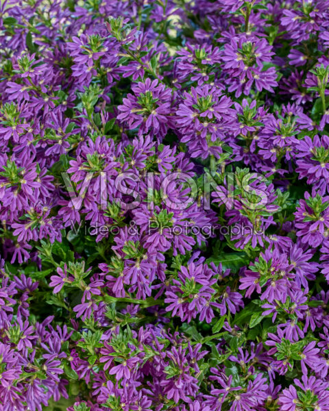 Scaevola Surdiva® Super Purple Scaevola Surdiva® Super Purple