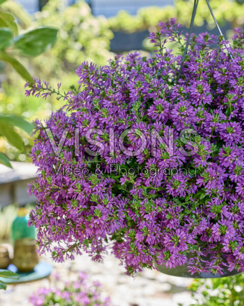 Scaevola Surdiva® Super Purple Scaevola Surdiva® Super Purple