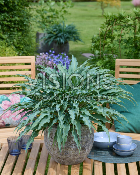 Hosta Silly String Hosta Silly String