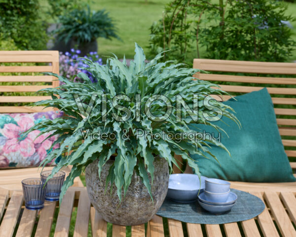 Hosta Silly String Hosta Silly String