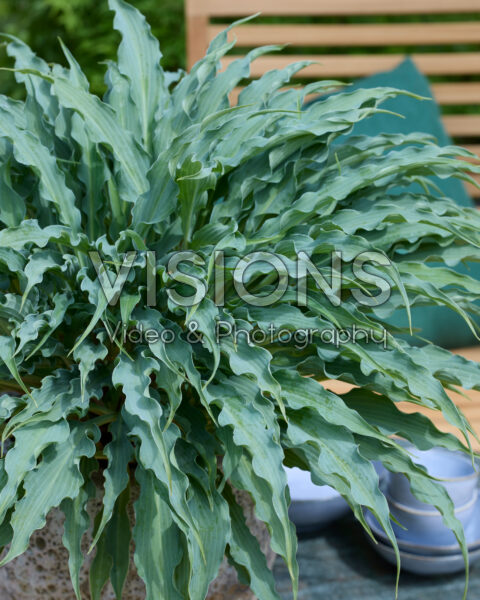 Hosta Silly String Hosta Silly String
